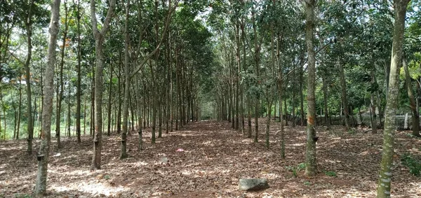 马来西亚橡胶园景观 — 图库照片