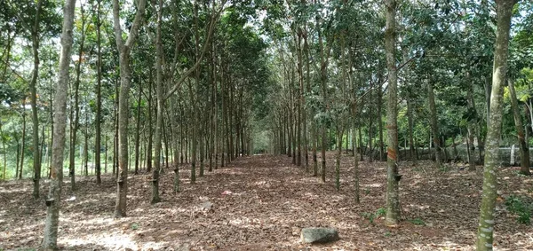 Tampilan Penanaman Karet Malaysia — Stok Foto