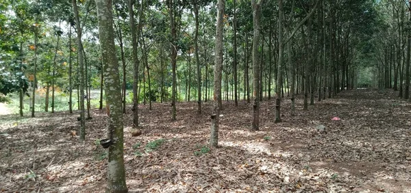 Tampilan Penanaman Karet Malaysia — Stok Foto