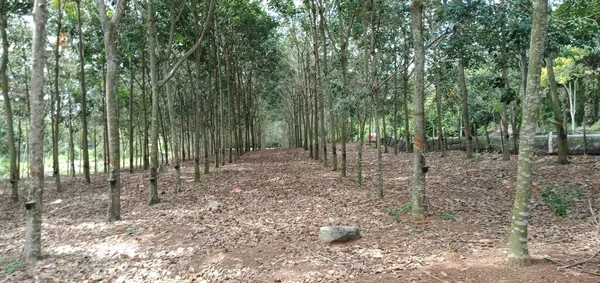 Widok Plantacji Gumy Malezji — Zdjęcie stockowe