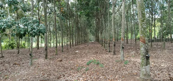 Vista Plantação Borracha Malásia — Fotografia de Stock