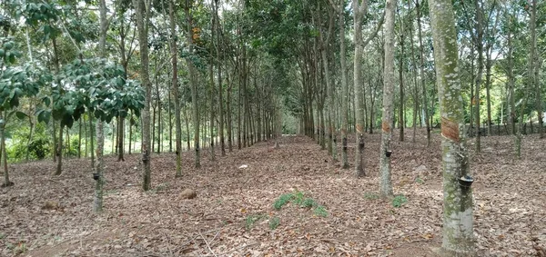 Vista Plantação Borracha Malásia — Fotografia de Stock
