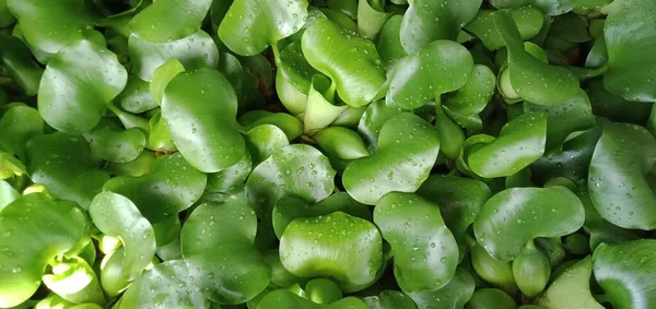 Nahaufnahme Von Grünen Seerosenblättern — Stockfoto