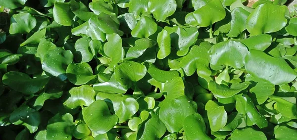 Nahaufnahme Von Grünen Seerosenblättern — Stockfoto