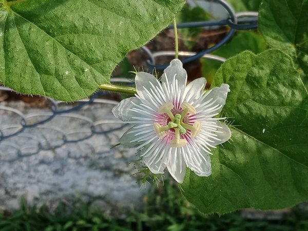 Passiflora Foetida Blume Garten — Stockfoto