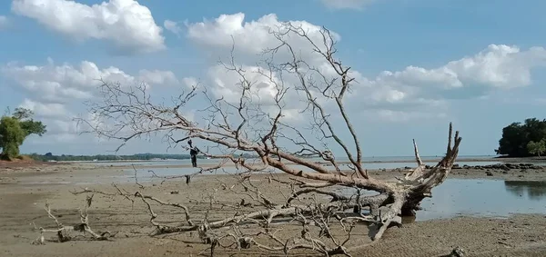 Мертві Гілки Дерева Пляжі — стокове фото