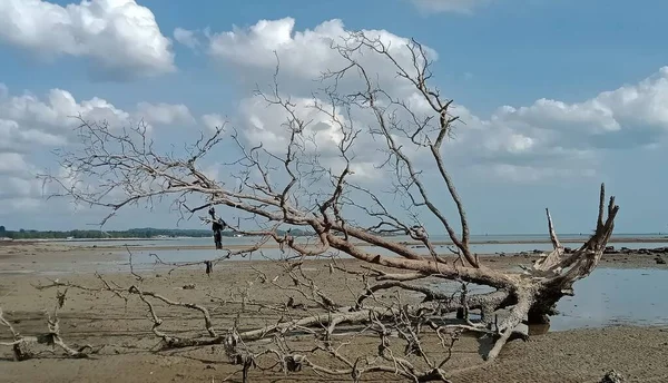 Ramas Árboles Muertos Playa — Foto de Stock