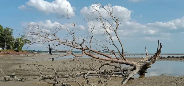 Dead Tree Branches Beach — Stock Photo, Image