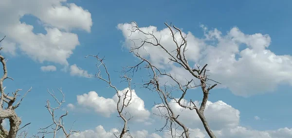 Νεκρά Κλαδιά Δέντρων Πάνω Από Τον Γαλάζιο Ουρανό — Φωτογραφία Αρχείου