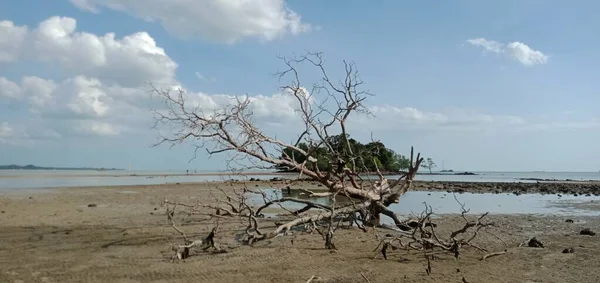 Spiaggia Alberi Sassi Morti Situata Sulla Spiaggia Tajung Bidara Melaka — Foto Stock