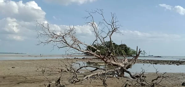 Spiaggia Alberi Sassi Morti Situata Sulla Spiaggia Tajung Bidara Melaka — Foto Stock