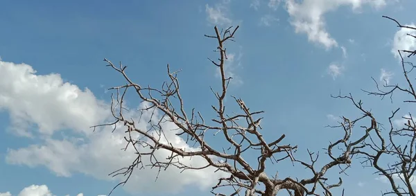 Martwe Gałęzie Drzew Nad Błękitnym Niebem — Zdjęcie stockowe