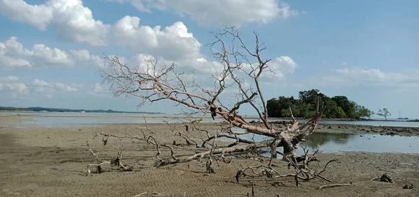 Spiaggia Alberi Sassi Morti Situata Sulla Spiaggia Tajung Bidara Melaka — Foto Stock