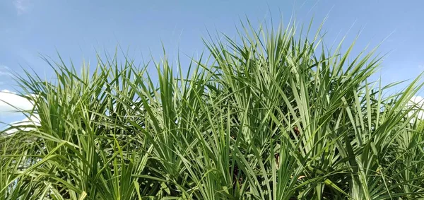 Green Leaves Blue Sky — Stock Photo, Image