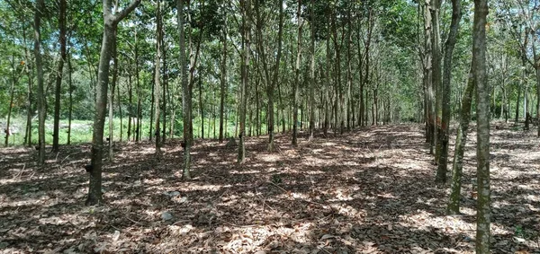 Vista Plantación Caucho Malasia —  Fotos de Stock