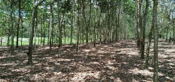 Widok Plantacji Gumy Malezji — Zdjęcie stockowe