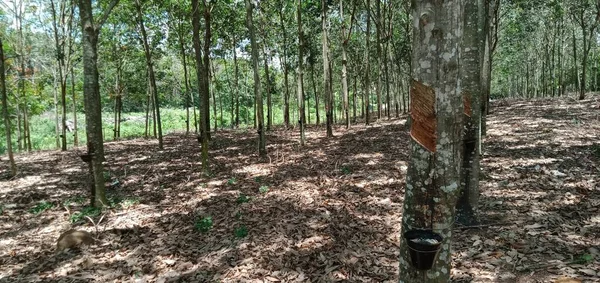 Uitzicht Rubberplantage Maleisië — Stockfoto