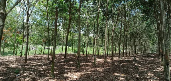 Närbild Gummiträd Malaysia — Stockfoto