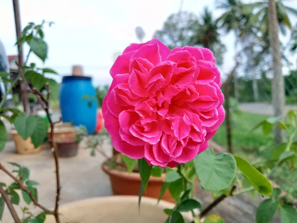 Close Pink Rose Garden — Stock Photo, Image