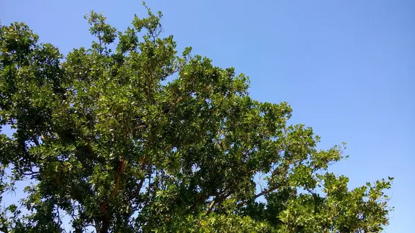 Close Tree Blue Sky —  Fotos de Stock