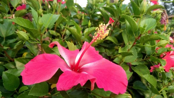 Flores Hibisco Vermelho Jardim — Fotografia de Stock