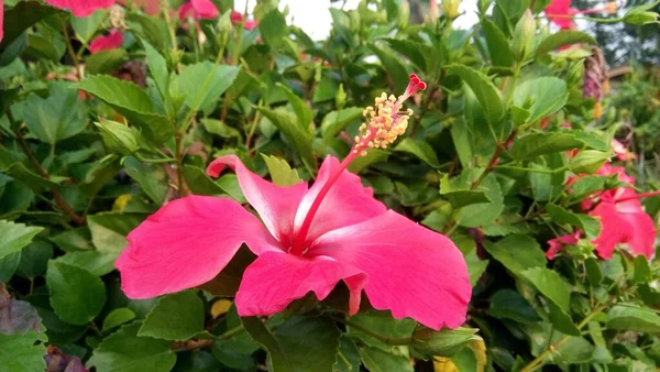 Flores Hibisco Vermelho Jardim — Fotografia de Stock
