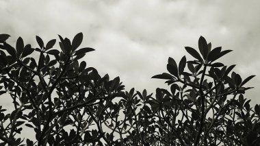 Mavi gökyüzünde yaprakları olan plumeria dalları