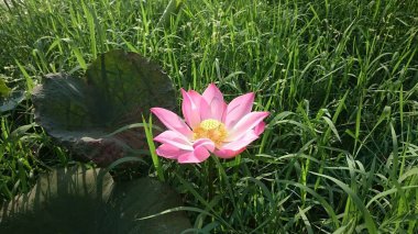 Nilüfer çiçeğine yaklaş