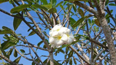 Ağaçtaki tesisat çiçekleri