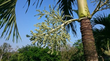 Mavi gökyüzüne karşı palmiye ağaçları