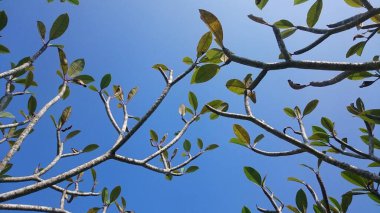 Mavi gökyüzünde yaprakları olan plumeria dalları