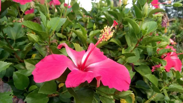 Flor Hibisco Vermelho Jardim — Fotografia de Stock