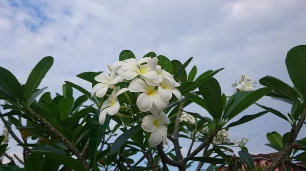 Branches Plumeria Avec Des Feuilles Sur Ciel Bleu — Photo