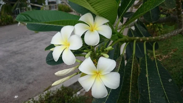 Plumeria Květiny Přes Modrou Oblohu — Stock fotografie