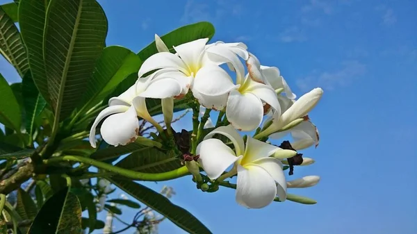 Fleurs Plumeria Sur Arbre — Photo