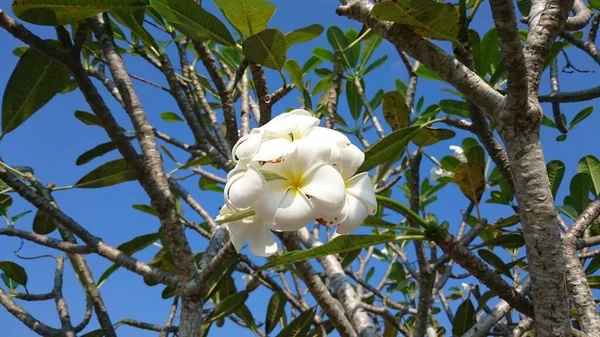 Plumeria Flores Árbol —  Fotos de Stock