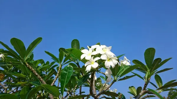 Fleurs Plumeria Sur Arbre — Photo