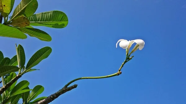 Plumeria Flores Árbol —  Fotos de Stock