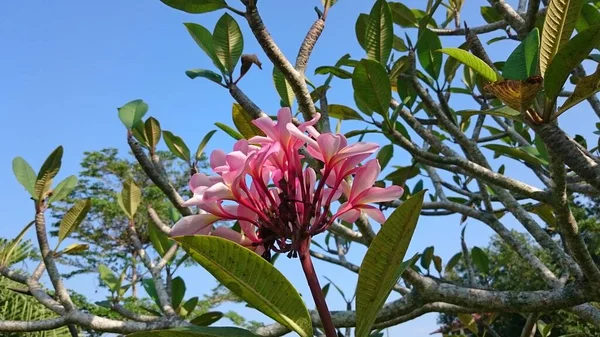 Fleurs Plumeria Sur Arbre — Photo