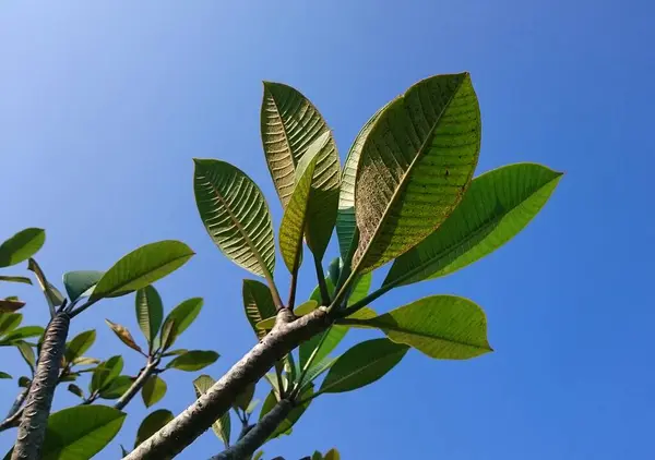 Gałęzie Plumerii Liśćmi Nad Błękitnym Niebem — Zdjęcie stockowe