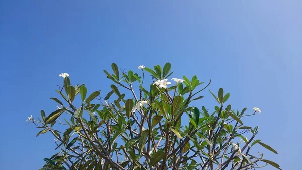 Mavi Gökyüzünde Yaprakları Olan Plumeria Dalları — Stok fotoğraf