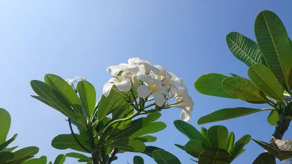 Plumeria Grenar Med Blad Över Blå Himmel — Stockfoto