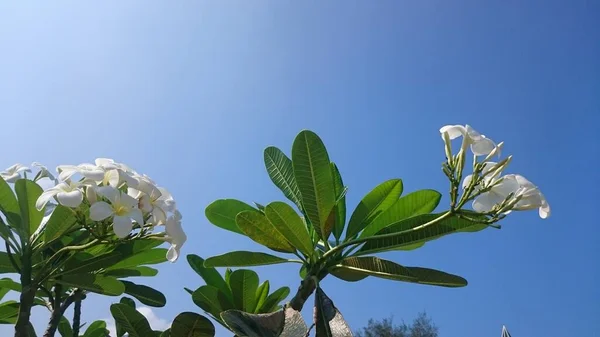 Ramos Plumeria Com Folhas Sobre Céu Azul — Fotografia de Stock