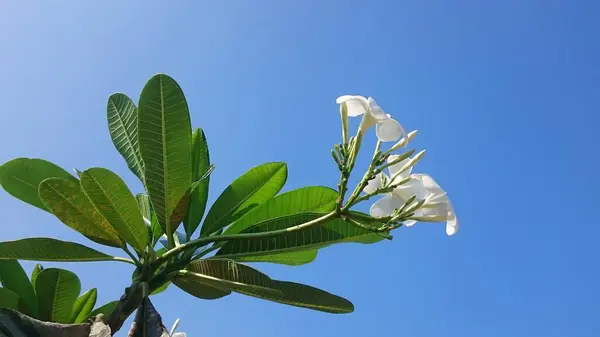 Ramos Plumeria Com Folhas Sobre Céu Azul — Fotografia de Stock