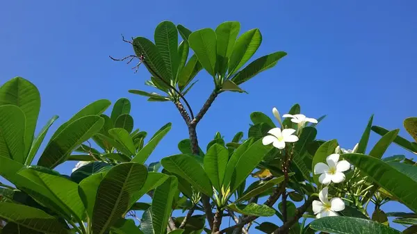 Rami Plumeria Con Foglie Sopra Cielo Azzurro — Foto Stock