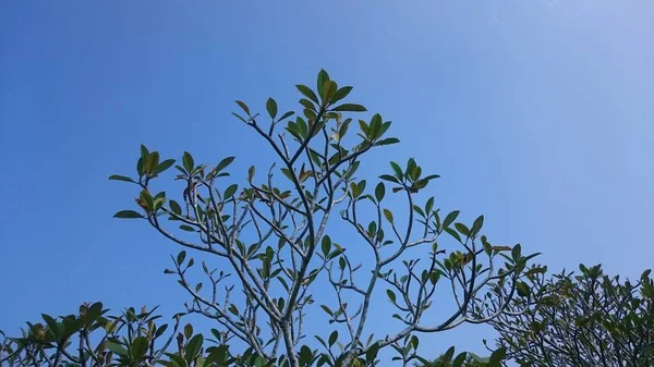 Κλαδιά Plumeria Φύλλα Πάνω Από Τον Γαλάζιο Ουρανό — Φωτογραφία Αρχείου