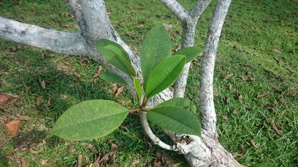 Plumeria Zweige Mit Blättern Über Blauem Himmel — Stockfoto