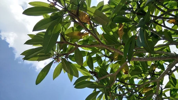 Mavi Gökyüzünde Yaprakları Olan Plumeria Dalları — Stok fotoğraf