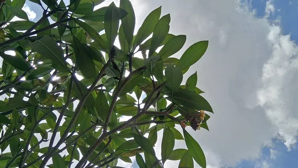 Κλαδιά Plumeria Φύλλα Πάνω Από Τον Γαλάζιο Ουρανό — Φωτογραφία Αρχείου