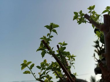 bougainvillea ağacı mavi gökyüzüne karşı